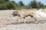 CANE CORSO 523